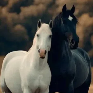 ابو علي عدي