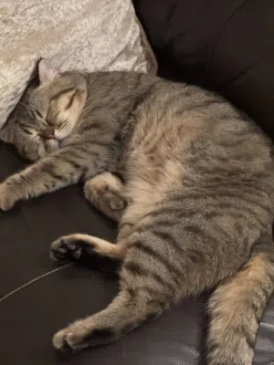 Healthy cat for adoption ( only for serious responsible people)
