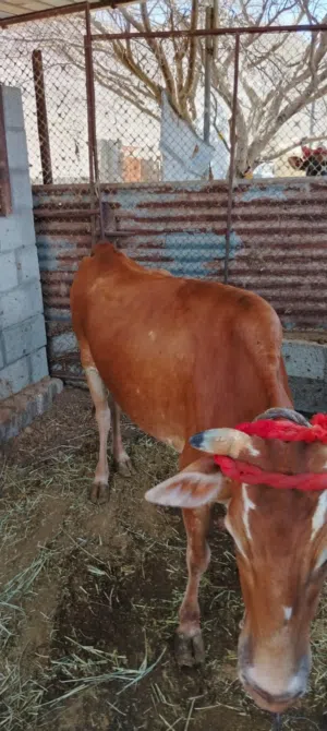 للبيع بقره عمانيه