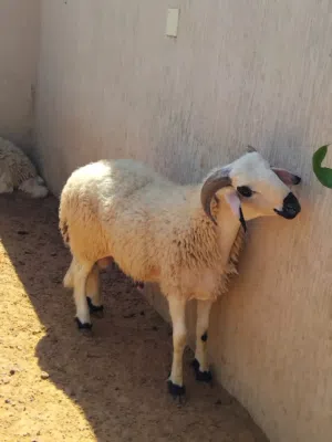 السلام عليكم ورحمة الله وبركاته يوجد خروف للعيد ربي يبارك حاجة صح مافيشي اي عيب خالي من العيوب
