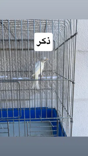 طيور كنار للبيع