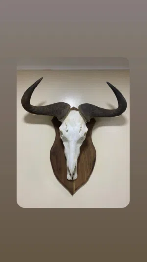 راس النو الازرق محنط ( الظبي الثوري )