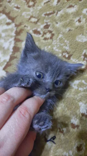 3 قطط لتبني ذكور