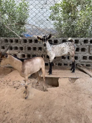 Goats UAE And Oman Mix