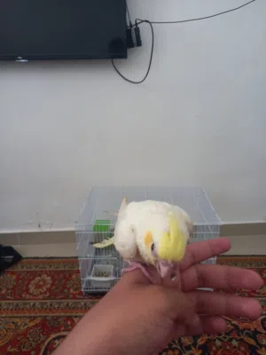 ببغاء كوكتيل مروض فل مفطوم
