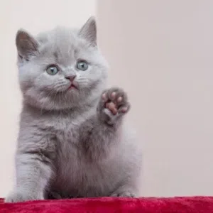 Want a Kitten A cat
