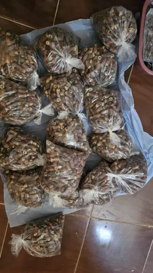 تمر نغال نظيف