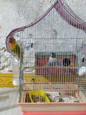 زوج غندور للبيع