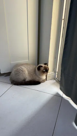 Scottish Cat - Male