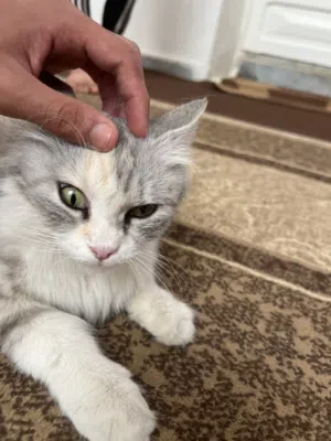 قطوس للبيع