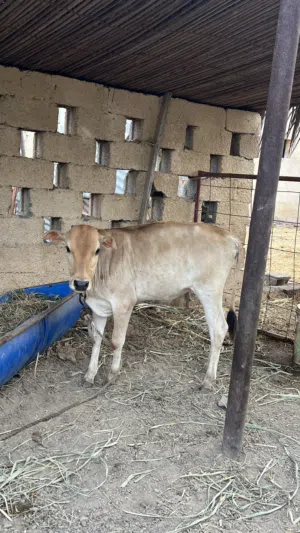 عجلتين وعجل