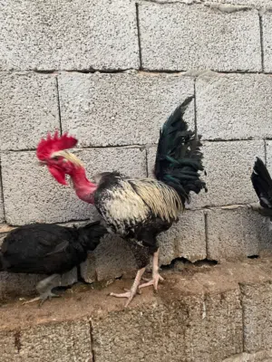 ديوك عربيات مصراتة الغيران