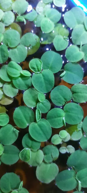 redroot floating aquatic plants