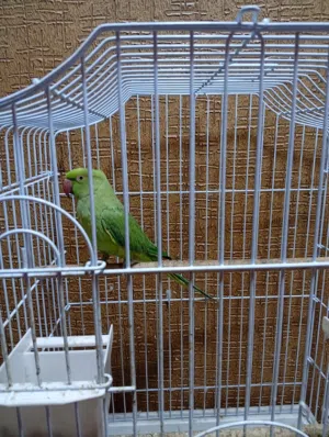 للبيع متوه به 20دينار