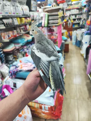 ‏جمال‏0
