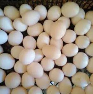 بيض بلدي بلدي