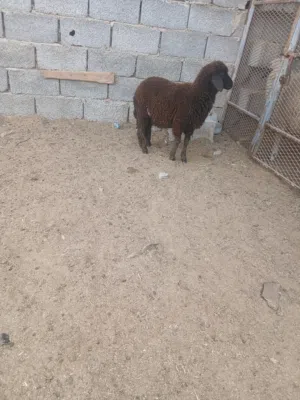 خروف عمره تلاته شهور ونص