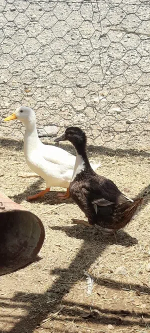 بيع بطتان البطه البيضاء وبطه سوداء البطه البيضاء بكيني فرنسي والبطه السوداء بطه محليه