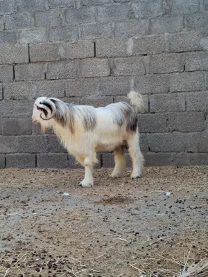 للبيع تيس من حلال الرحوب