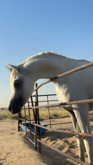 حصان للبيع سلم