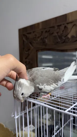 ببغاء كوكتيل انكليزي اليف طينه فحل العمر 6 شهور