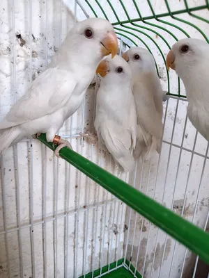 ‏طيور‏3