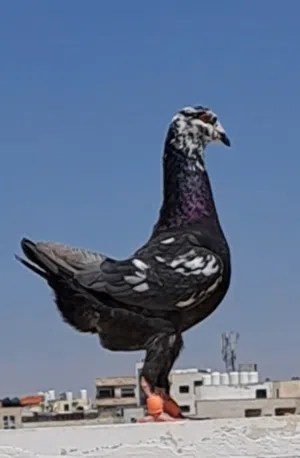 4 حبات نظاف للزق