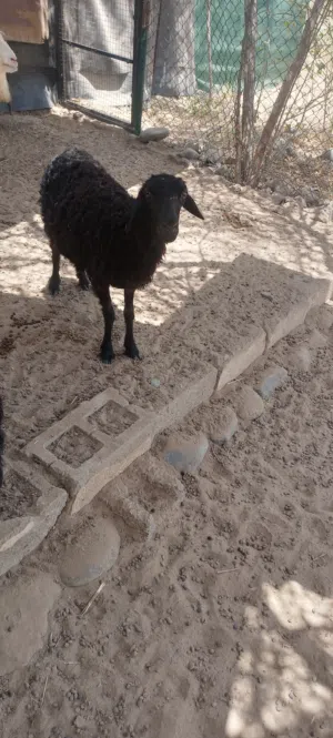 للبيع جاعده عمانيه