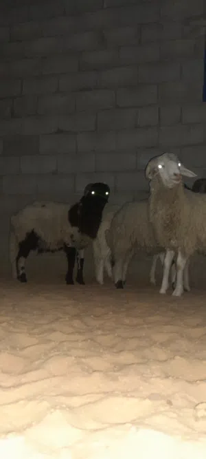 بيع خرفان بي الجمله