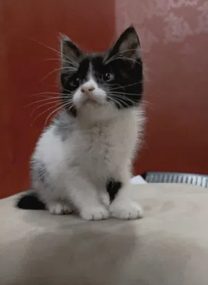 قط للتبني بعمر شهر