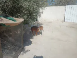 عظم دجاج.. هياكل دجاج. عظم دجاج عضوي وطبيعي مناسب جدا للحيوانات.. للكلاب. القطط. الأسود. النمور.