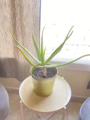 Aloe Vera plant with pot