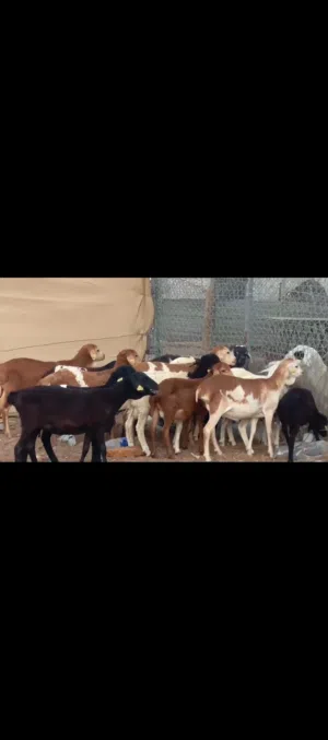 للبيع صومالي برشن بيور العدد 17 للبيع حباصي العدد 18