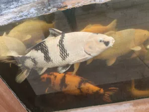 Premium Japanese Koi Fish