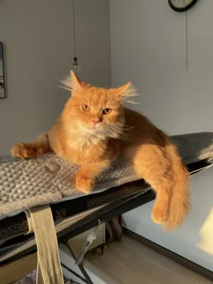Cute Orange Persian Cat One Year Old