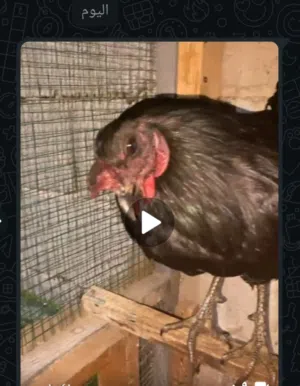 ديج للبيع العمر سنه