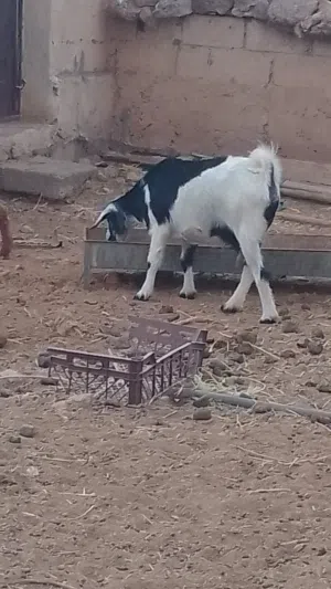 للبيع شات الدار