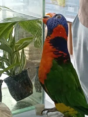 LORIKEET MASHAALLAH  Full Healthy Full Tamed Very Friendly No Biting Looking Beautiful