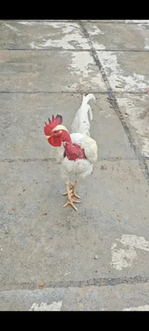ديج ابو ركيبه ابيض خشن فول