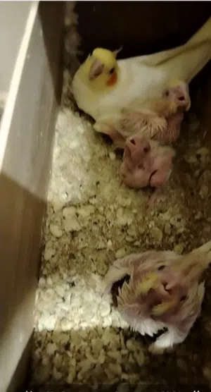 فراخ كوكتيل شكري عيون حمر