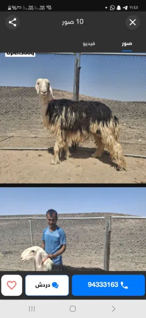 جعد نجديات