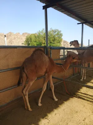 بيع قعود بيعه مستعجله