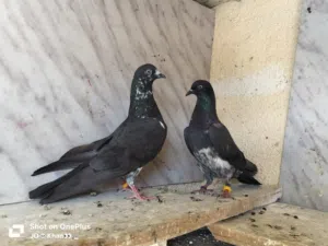 Pakistani pigeon top one high fly