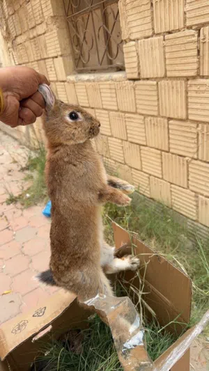 Big size rabbits
