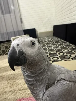 ببغاء زنجباري او كاسكو