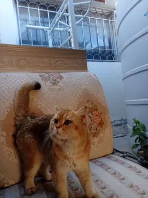 ذكر سكوتش ستريت وذكر بريتش لونق هير