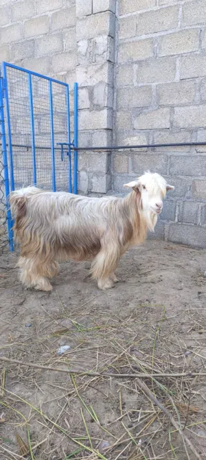 للبيع شاه رحبيه