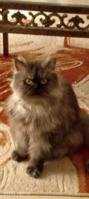 للبيع قطه هاف بيكي فيس شانشيلا اهالي من الخارج بالخبر