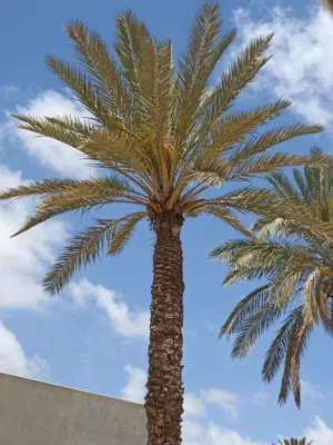 نخله النوع حره