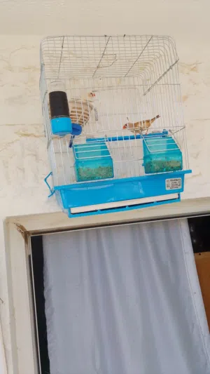 عصافير (جوز حب ) و (جوز جنه)